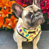 Breathable Small Dog Pet Harness Puppy Cat Vest Harness Collar For Chihuahua Pug Bulldog Cat arnes perro - Vimost Shop