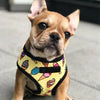Breathable Small Dog Pet Harness Puppy Cat Vest Harness Collar For Chihuahua Pug Bulldog Cat arnes perro - Vimost Shop