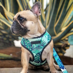 Breathable Small Dog Pet Harness Puppy Cat Vest Harness Collar For Chihuahua Pug Bulldog Cat arnes perro