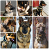 Tactical Dog Collar Adjustable Metal Buckle Dog Collars with Control Handle Training Pet Cat Dog Collar For Small Large Dogs | Vimost Shop.