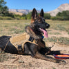 Military Tactical Dog Harness Pet Training Dog Vest Metal Buckle German Shepherd K9 Dog Harness and Leash For Small Large Dogs | Vimost Shop.