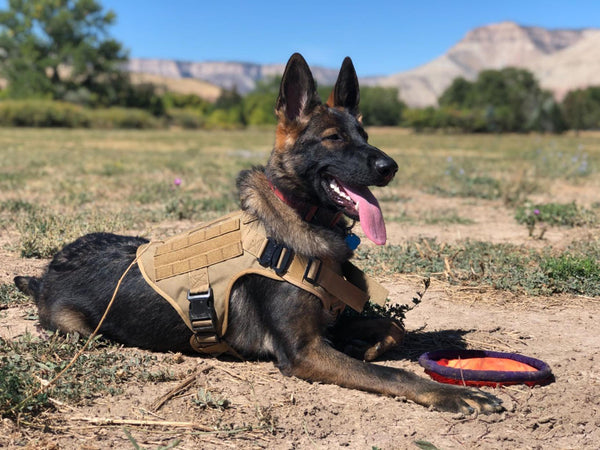 Military Tactical Dog Harness Pet Training Dog Vest Metal Buckle German Shepherd K9 Dog Harness and Leash For Small Large Dogs | Vimost Shop.