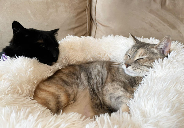 Soft Pet Dog Bed Round Winter warm Long Plush Dog House Cushion Cat Beds Mats Sofa for Samll large Dogs kennel Pet supplies | Vimost Shop.