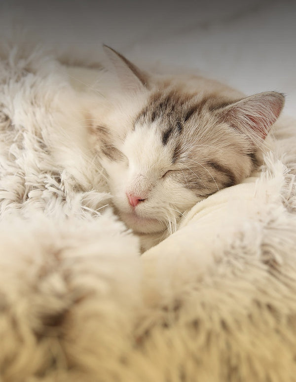 Hot Plush Round Cat Bed Cat Warm House Soft Long Plush Pet Dog Bed For Small Dogs Cat Nest 2 In 1 Pet Bed Cushion Sleeping Sofa | Vimost Shop.