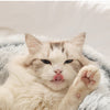 Hot Plush Round Cat Bed Cat Warm House Soft Long Plush Pet Dog Bed For Small Dogs Cat Nest 2 In 1 Pet Bed Cushion Sleeping Sofa | Vimost Shop.