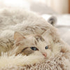 Hot Plush Round Cat Bed Cat Warm House Soft Long Plush Pet Dog Bed For Small Dogs Cat Nest 2 In 1 Pet Bed Cushion Sleeping Sofa | Vimost Shop.
