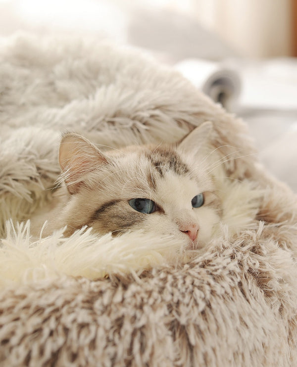 Hot Plush Round Cat Bed Cat Warm House Soft Long Plush Pet Dog Bed For Small Dogs Cat Nest 2 In 1 Pet Bed Cushion Sleeping Sofa | Vimost Shop.