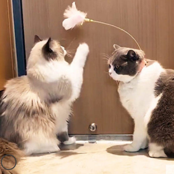 Funny Cat Collar Toy Feather Teaser Stick Interesting Automatic Cat Toy Foot Interactive Cats Teaser Feather Kitten Toys | Vimost Shop.