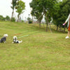Dual Pet Dog Leash Retractable Walking Leash 3 M Length Double Leashes Pet Products Suit For 22.5KG - Vimost Shop