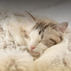 Hot Plush Round Cat Bed Cat Warm House Soft Long Plush Pet Dog Bed For Small Dogs Cat Nest 2 In 1 Pet Bed Cushion Sleeping Sofa | Vimost Shop.